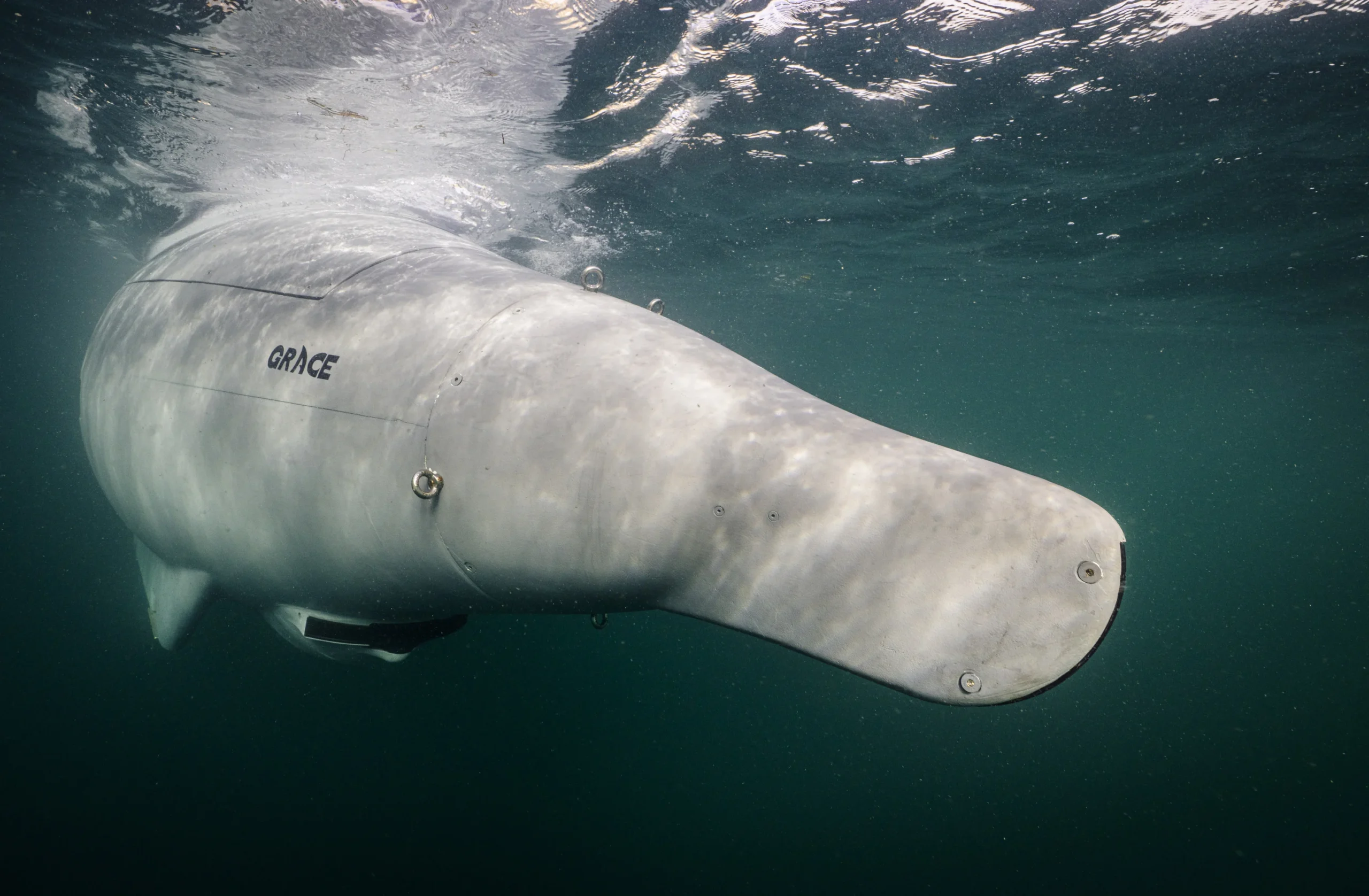 GREYSHARK Euroatlas Subsea7